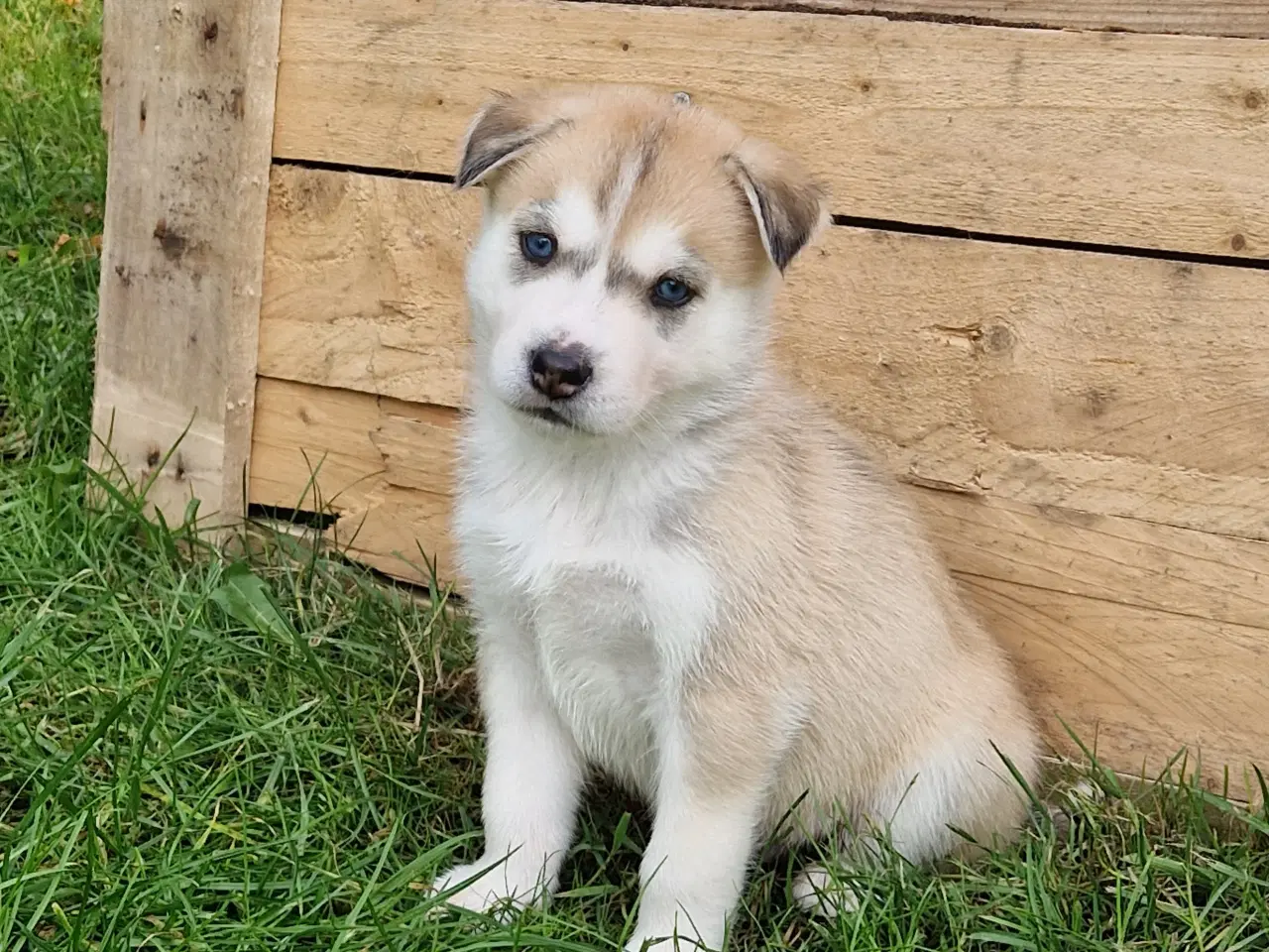 Billede 9 - Rottsky hvalpe søger nye, kærlige hjem