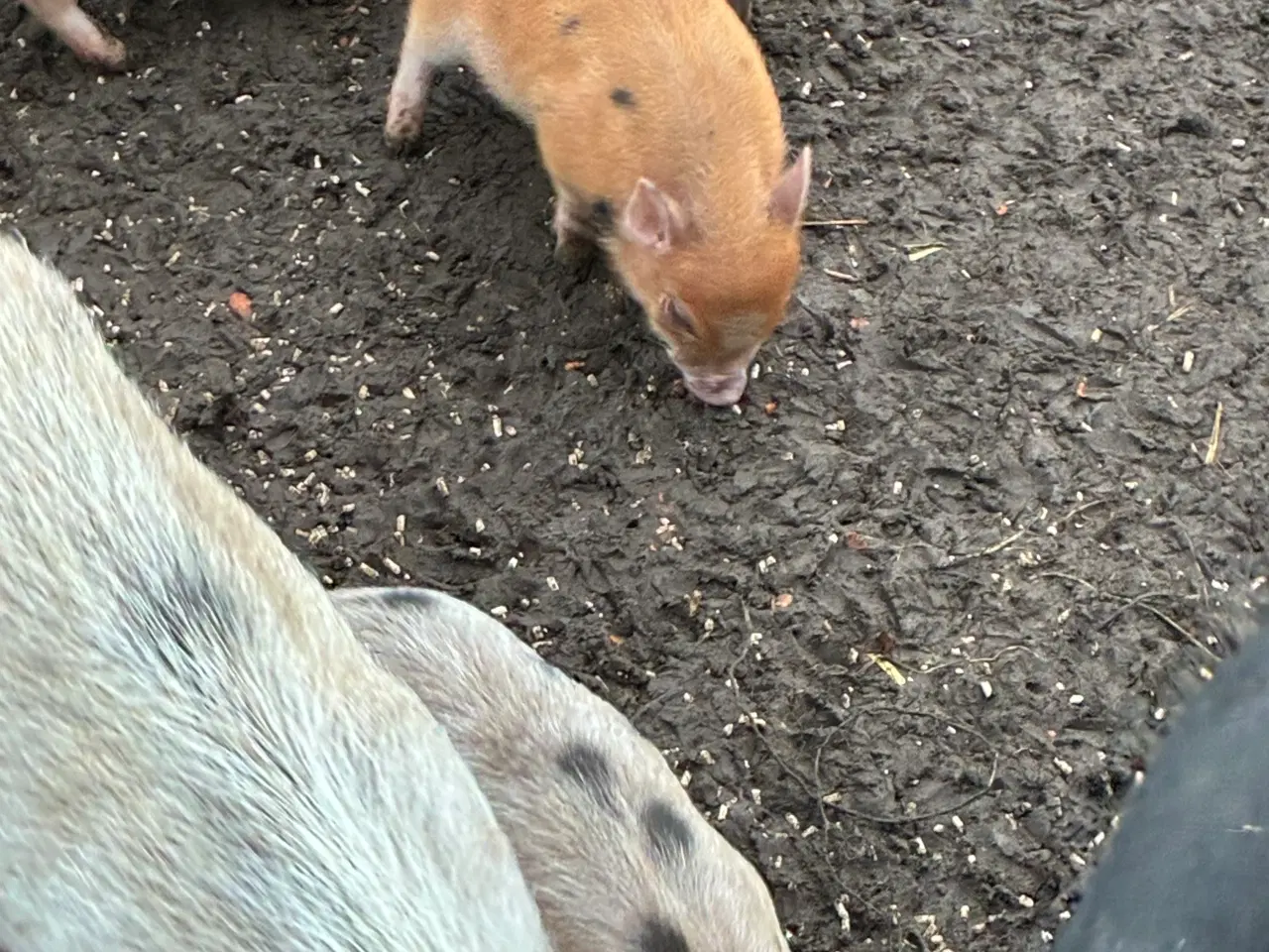 Billede 3 - Mini grise chippet og med papir