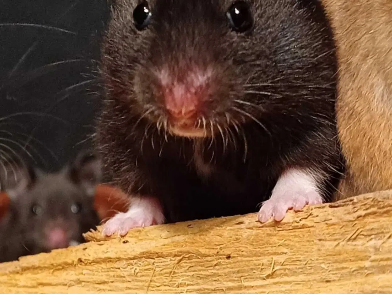 Billede 17 - Guldhamster unger