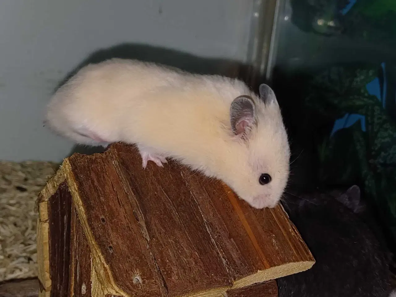 Billede 19 - Guldhamster unger