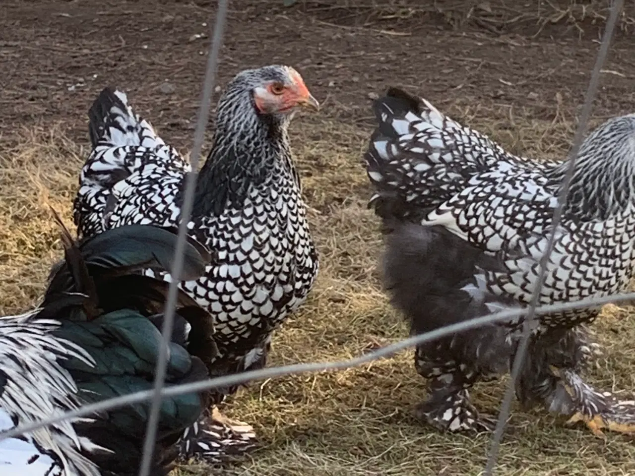 Billede 3 - Brahma kyllinger klækket 19.-20.