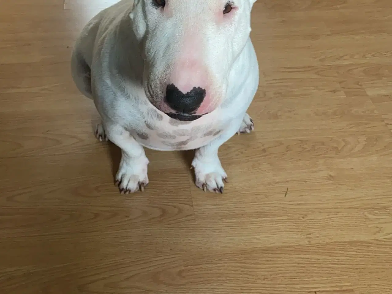 Billede 4 - Hund