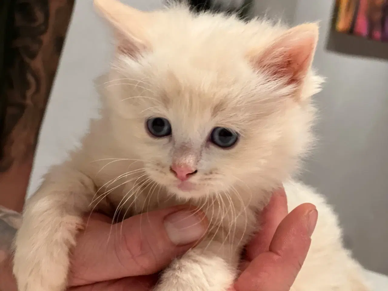Billede 2 - Ragdoll/birma Killinger søger nye kærlige hjem