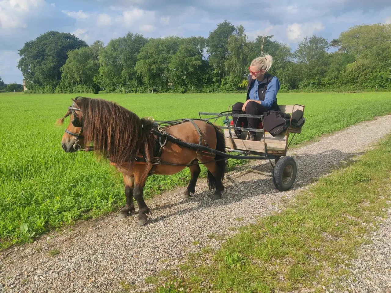 Billede 1 - Mini Shetlands hingst.