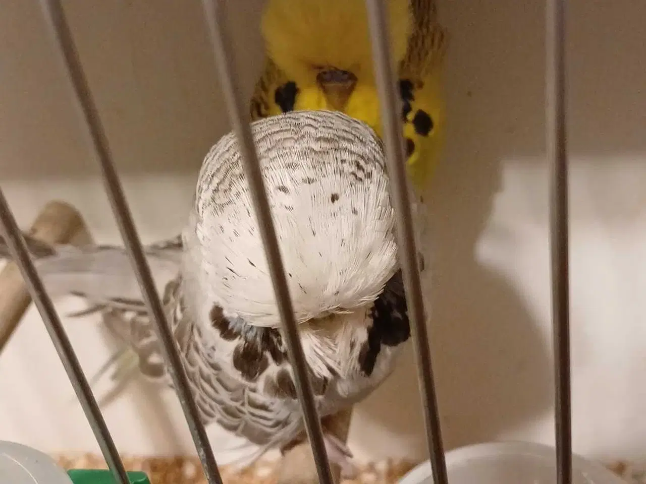 Billede 1 - 1 par Engelske undulater 