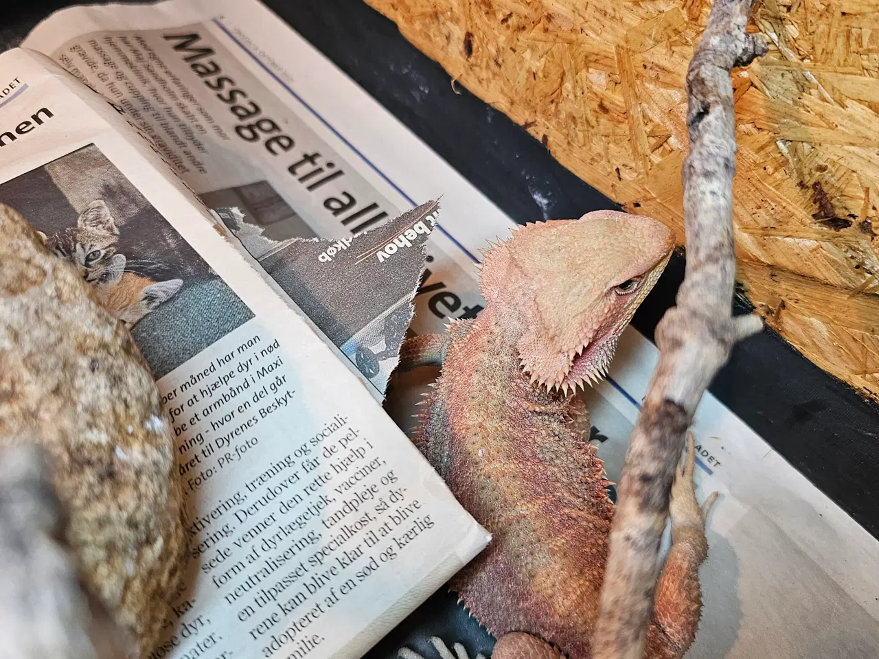 Billede 7 - HASTER skægagame unger 3 mdr gamle 😊