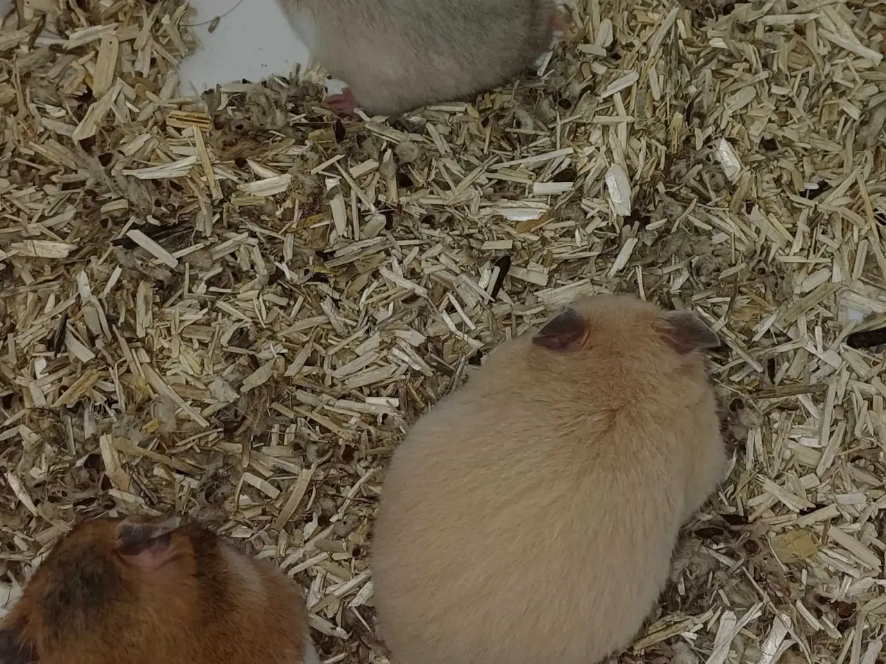 Billede 1 - Guldhamster unger