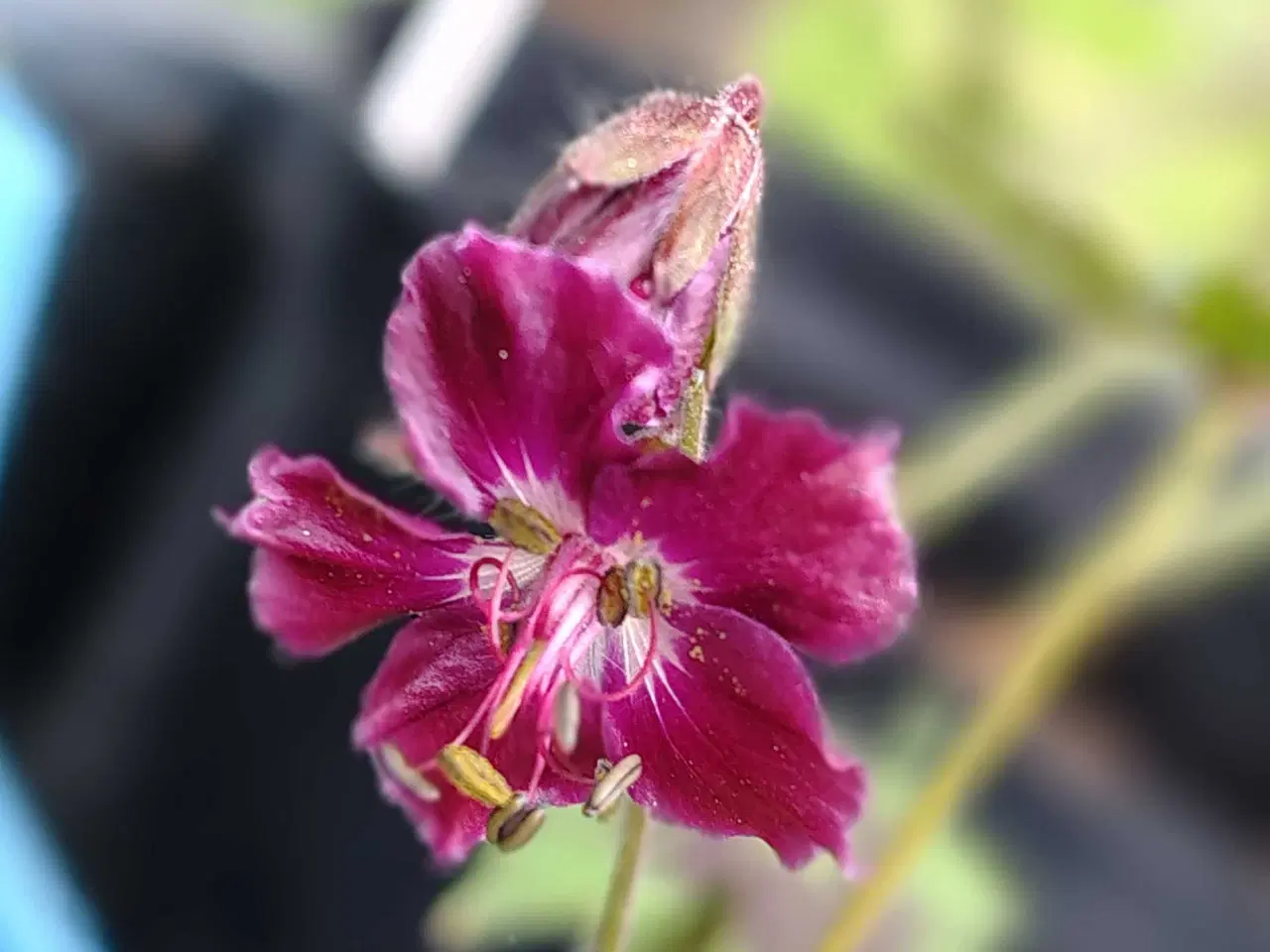 Billede 9 - Geranium m små mørkerøde blomster 