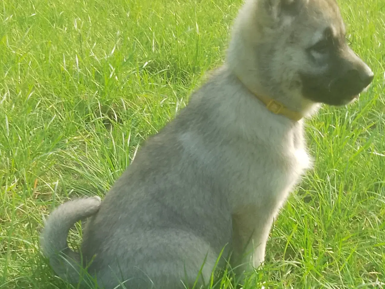 Billede 10 - Husky blandinger 