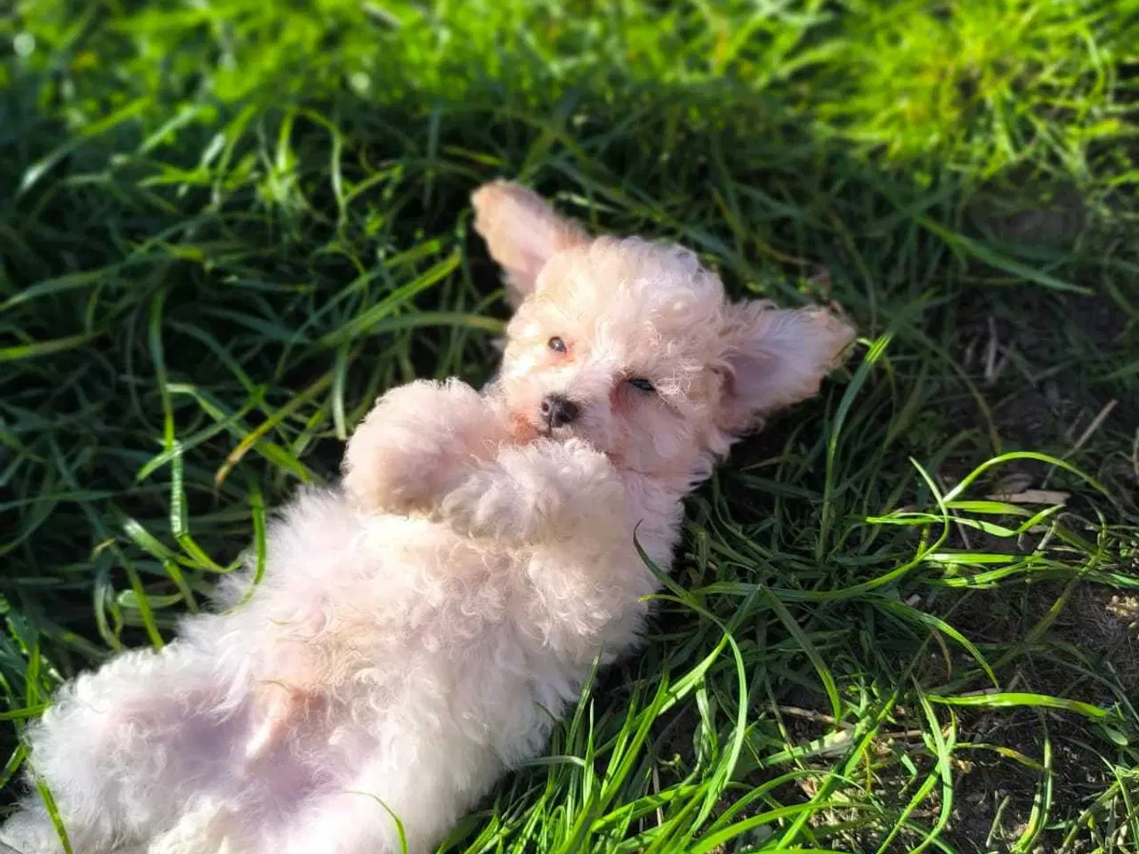 Billede 3 - Cavapoo mini