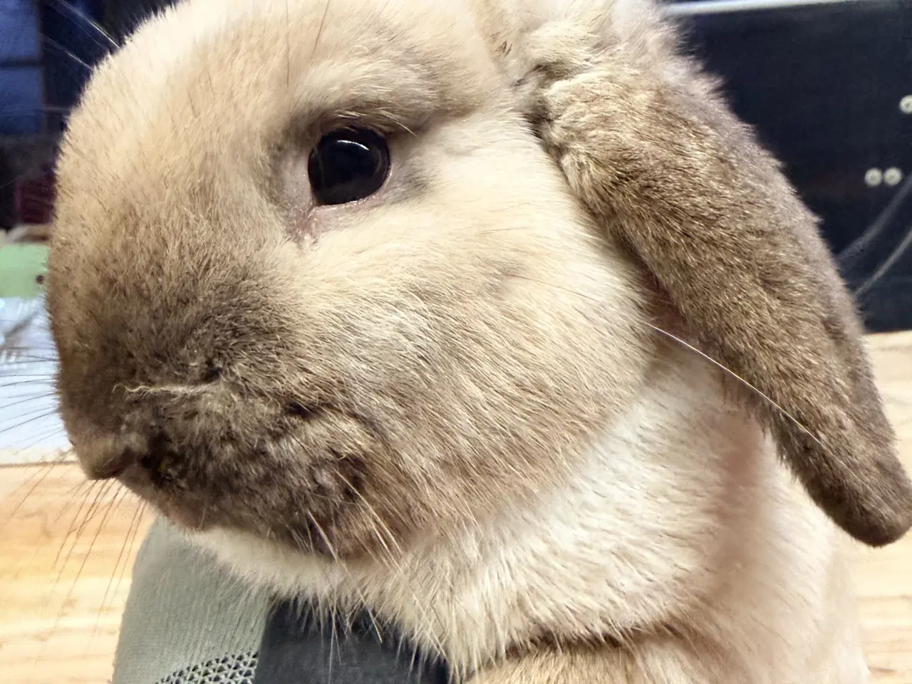 Billede 1 - Minilop han kanin