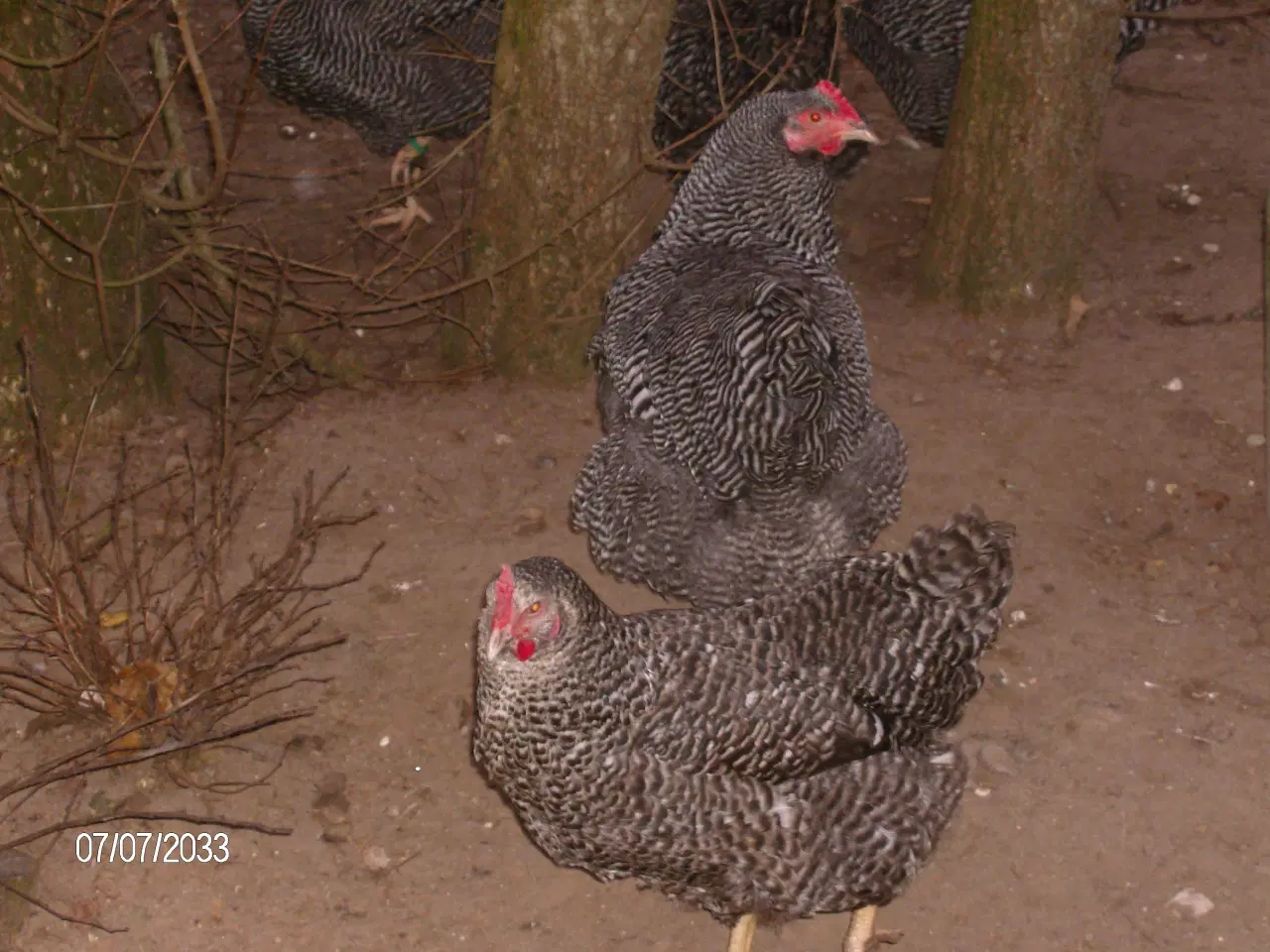 Billede 3 - Kyllinger / Rugeæg