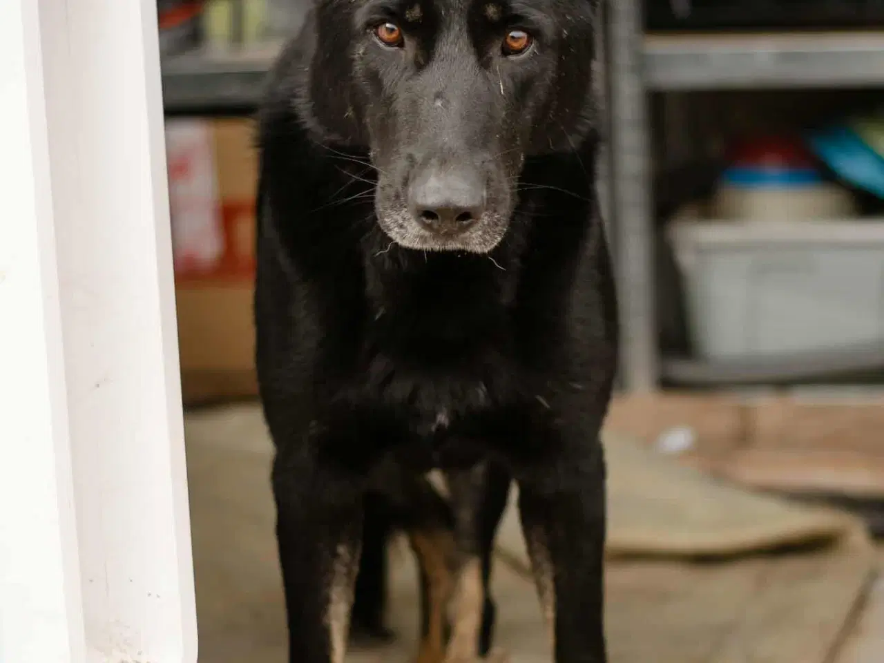 Billede 3 - Smukkeste Dio søger familie 💙