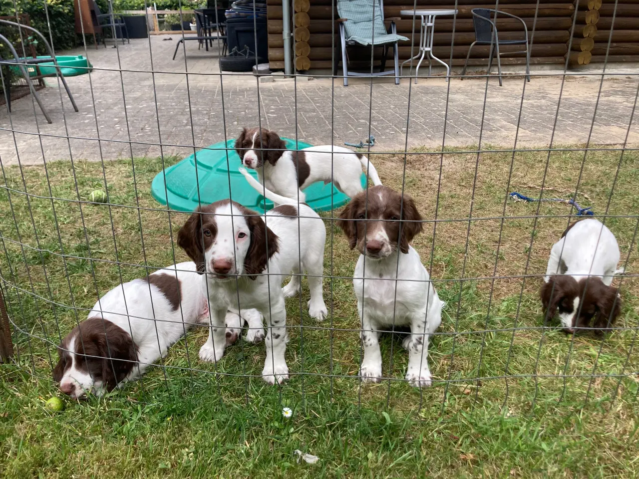 Billede 2 - Springer Spaniel 1 Han tilbage 