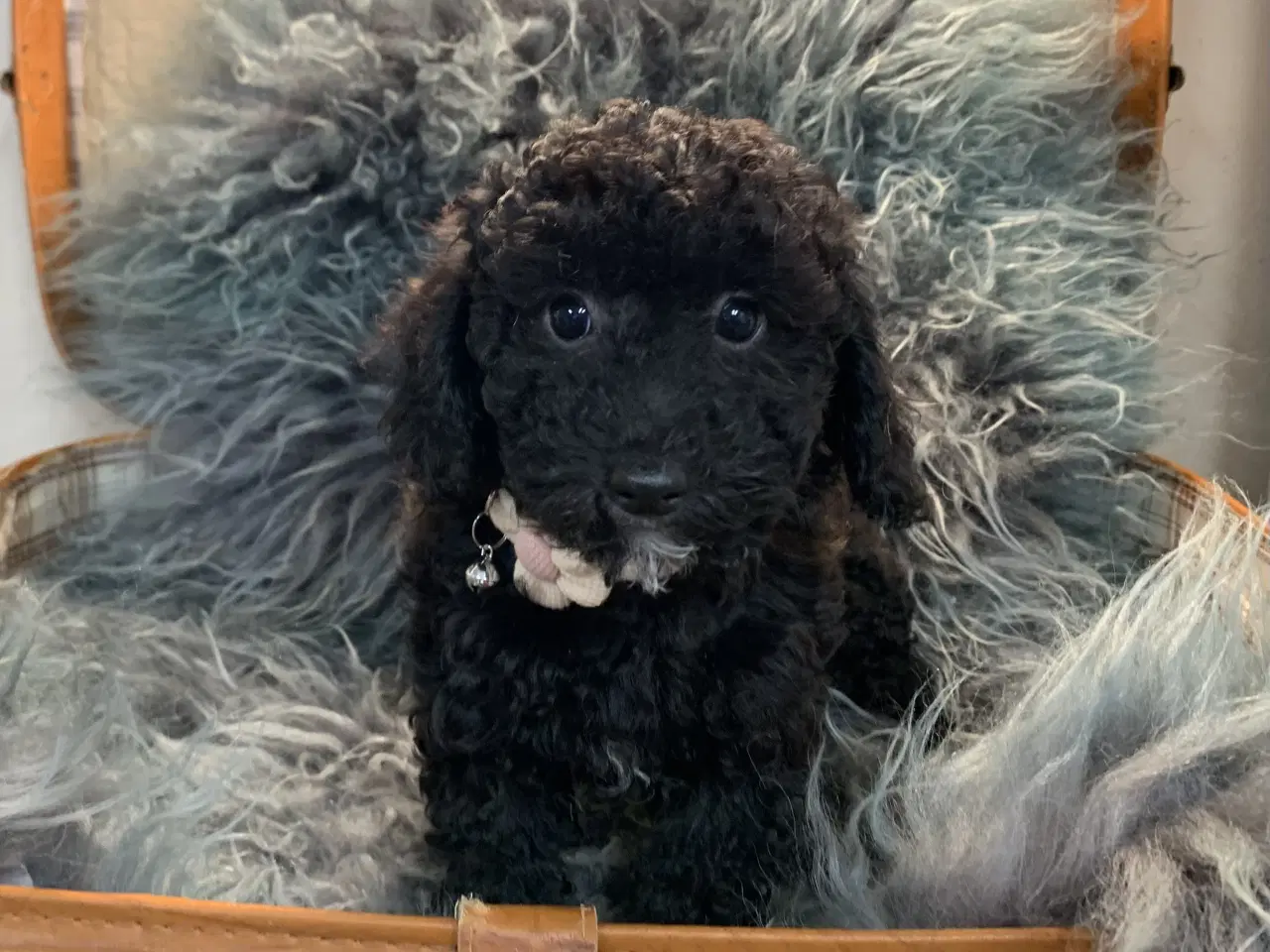 Billede 12 - Små fine Maltipoo babyer er rejseklar nu . 