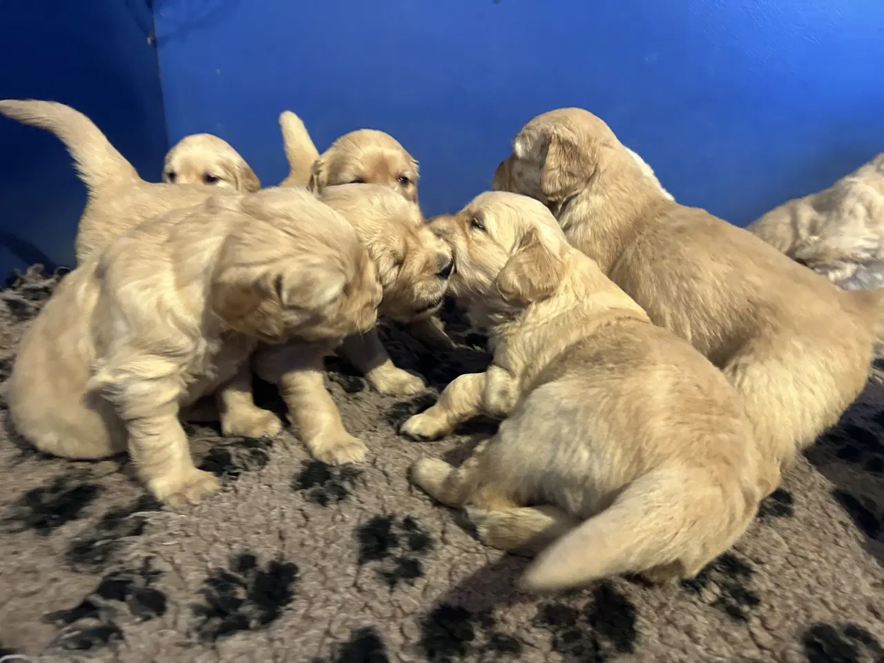 Billede 8 - Skønne Golden Retriever 