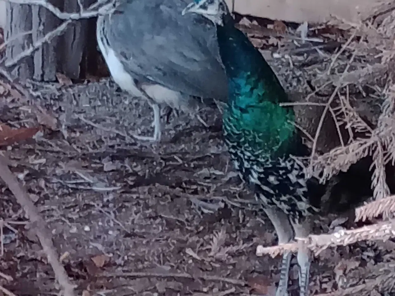 Billede 1 - Alm Påfugl 