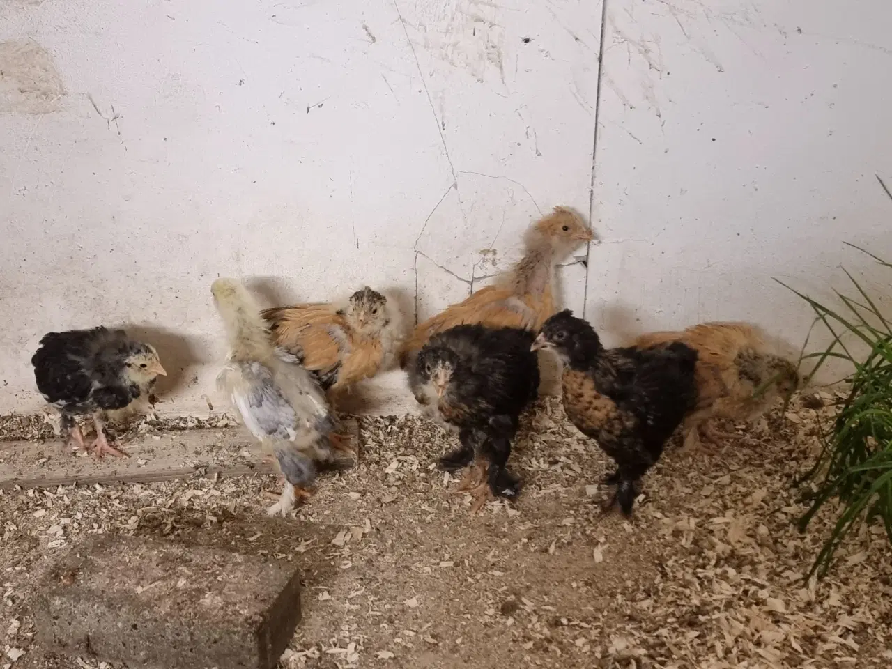 Billede 1 - 7 stk. Brahma Kyllinger