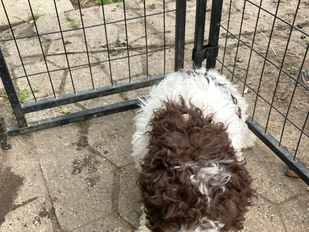 Billede 2 - Lagotto Romagnolo/ Kleiner Münsterländer 