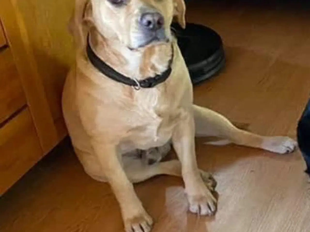 Billede 2 - Labrador hvalpe