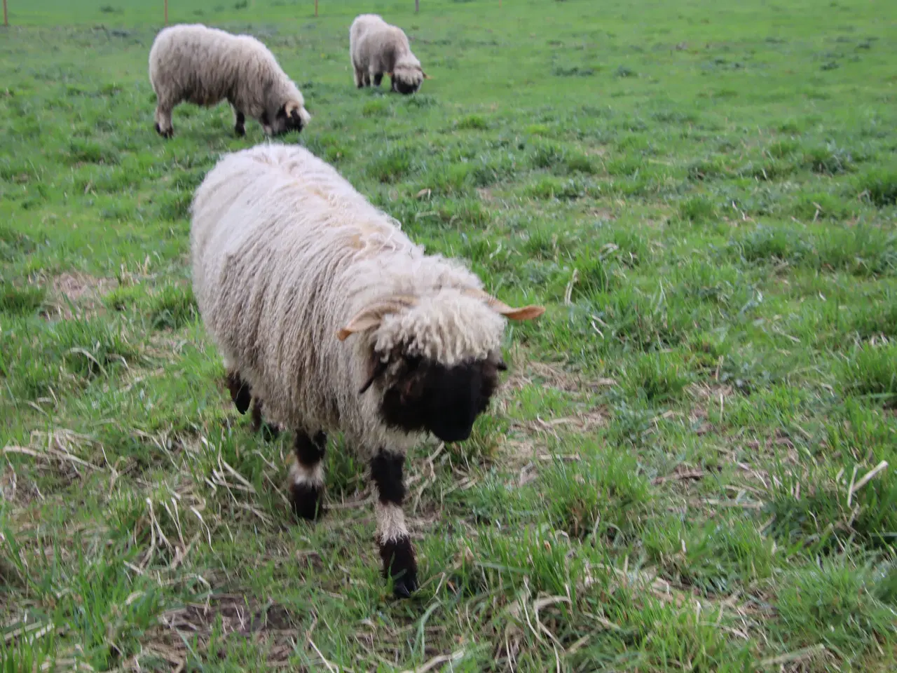 Billede 2 - Valais Blacknose får