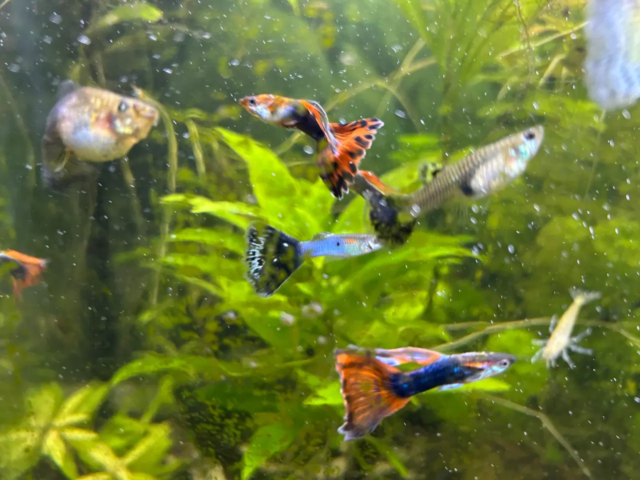 Billede 1 - Guppy voksne 