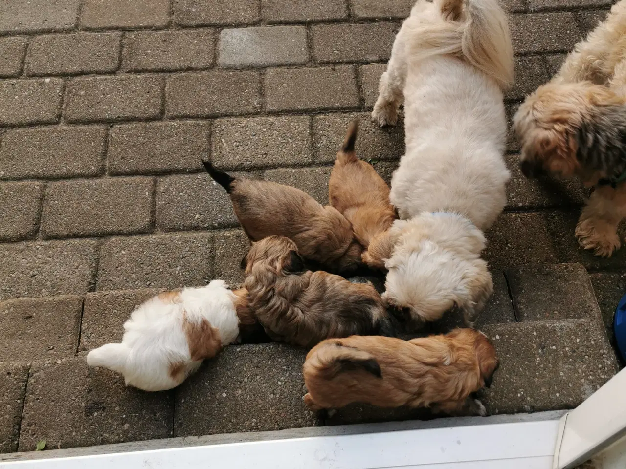 Billede 5 - Lhasa apso/Bichon Havanais hvalpe
