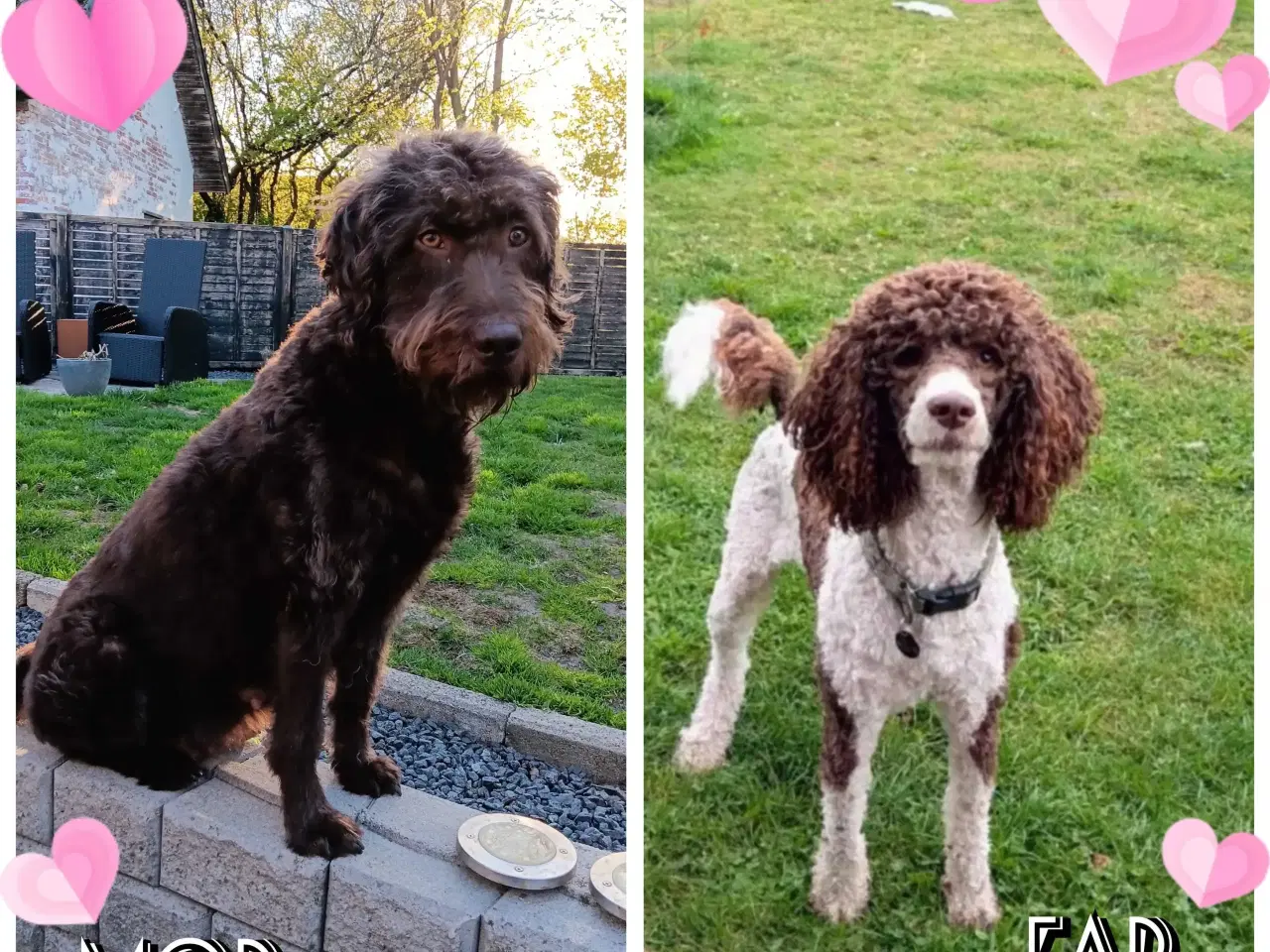 Billede 7 - Brune labradoodle F1B hvalpe