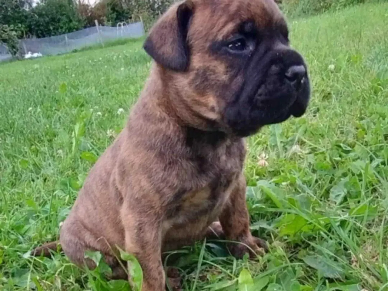 Billede 5 - Bullmastiff hvalpe til salg