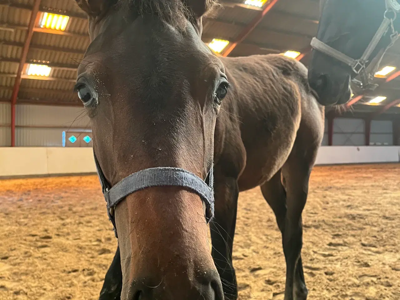 Billede 3 - Dansk Varmblod føl