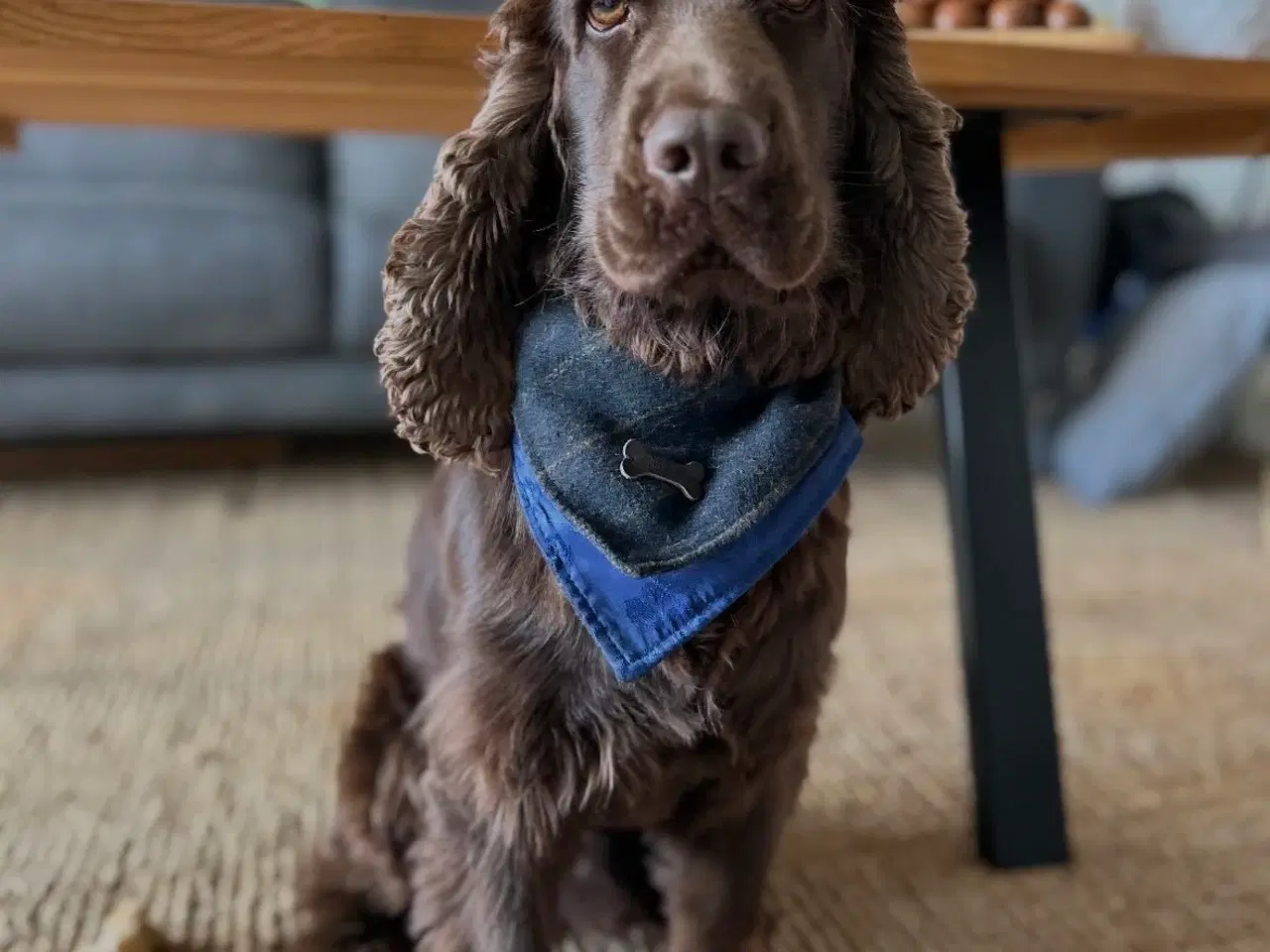 Billede 13 - Smukke Cockerhvalpe