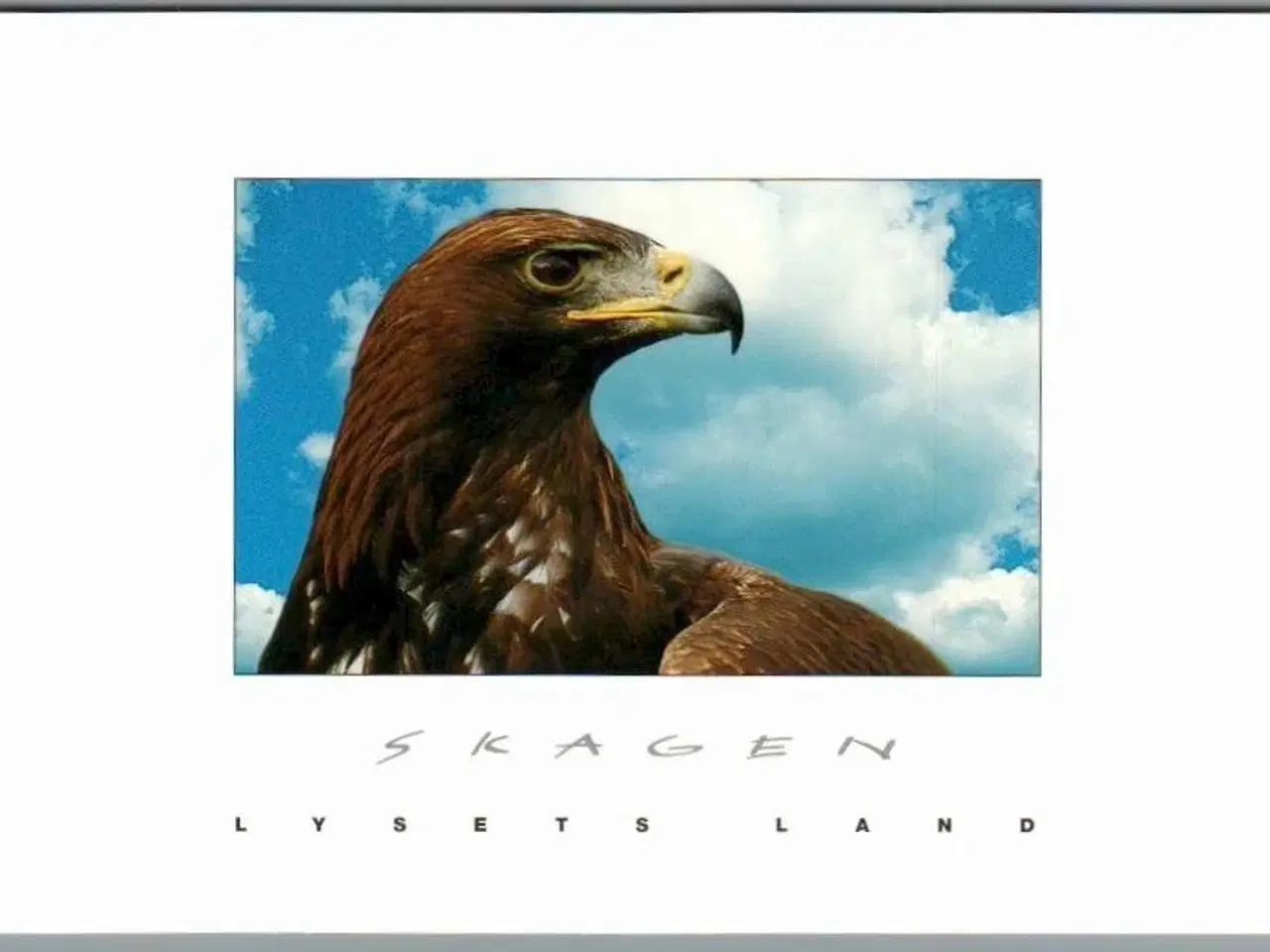 Billede 1 - Skagen - Lysets Land - Kongeørn på Skagen - Postkort - Ubrugt