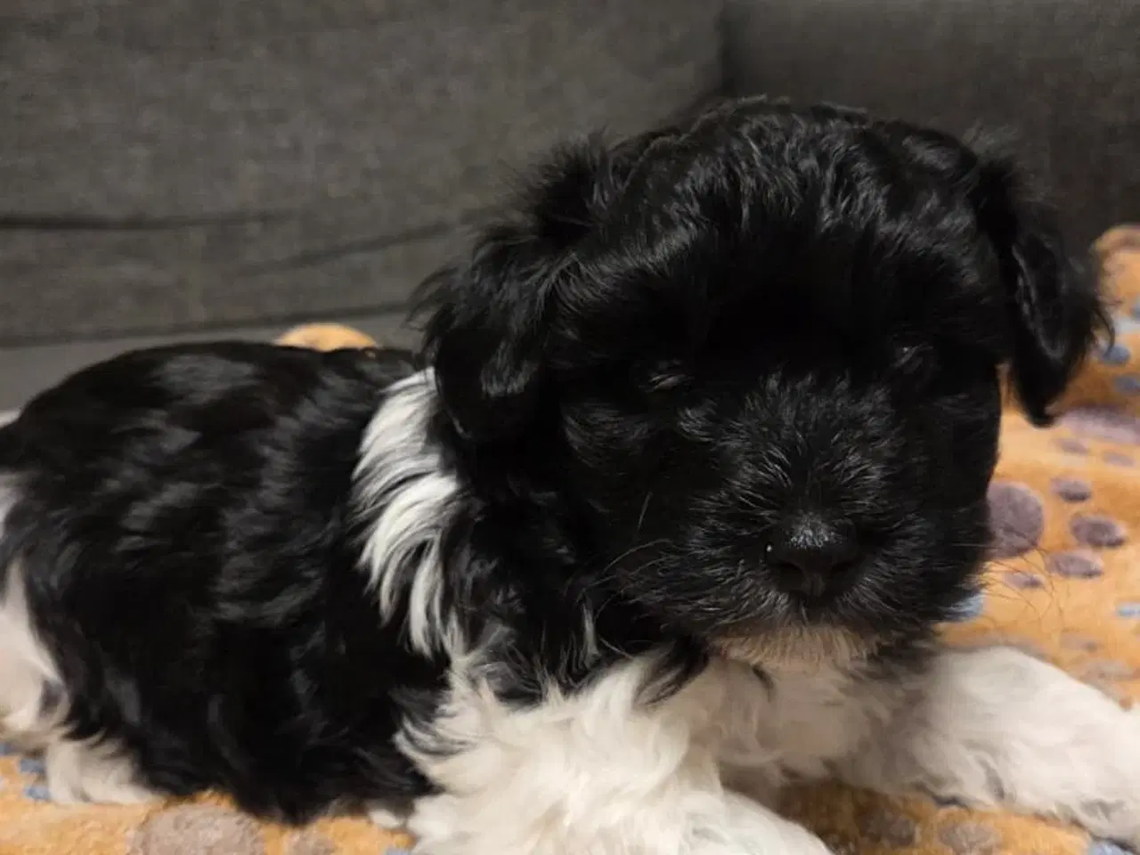 Billede 12 - Søde Maltipoo hvalpe søger nye hjem