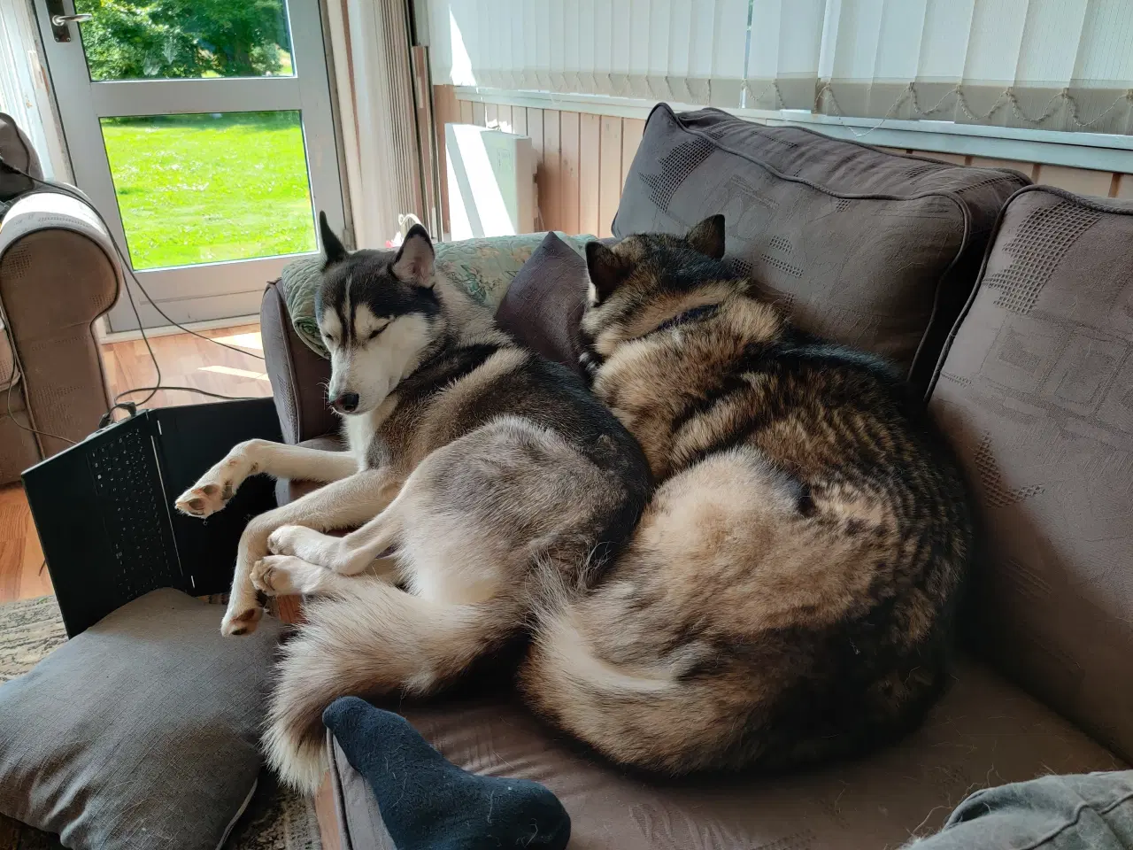 Billede 12 - 2 Slædehunde sælges