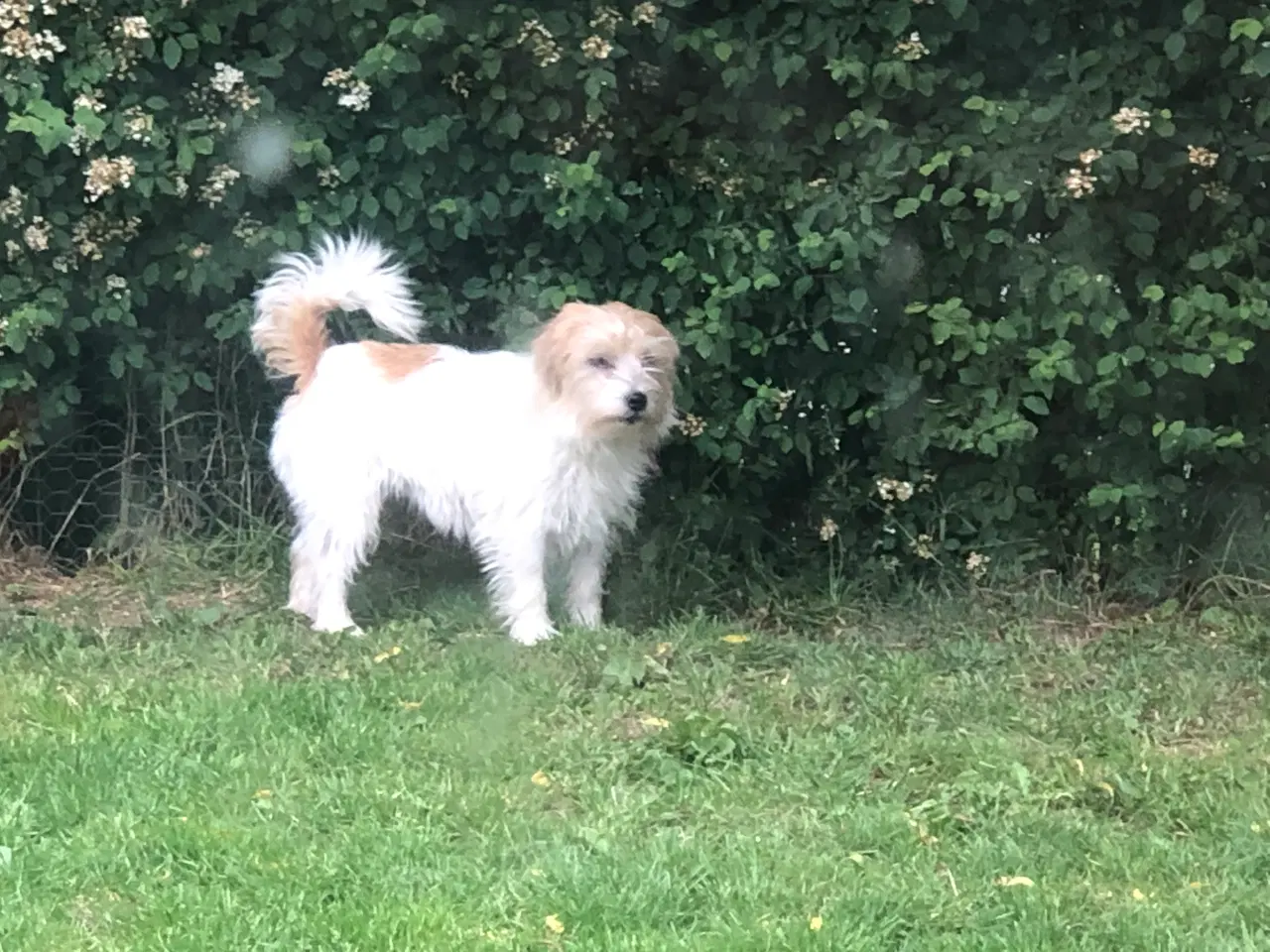 Billede 3 - Jack russel terrier