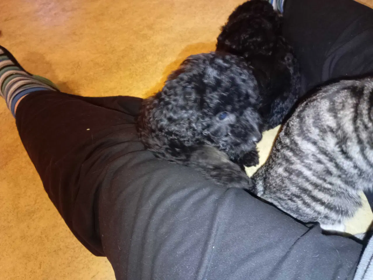 Billede 12 - F1b cockerpoo tæver 