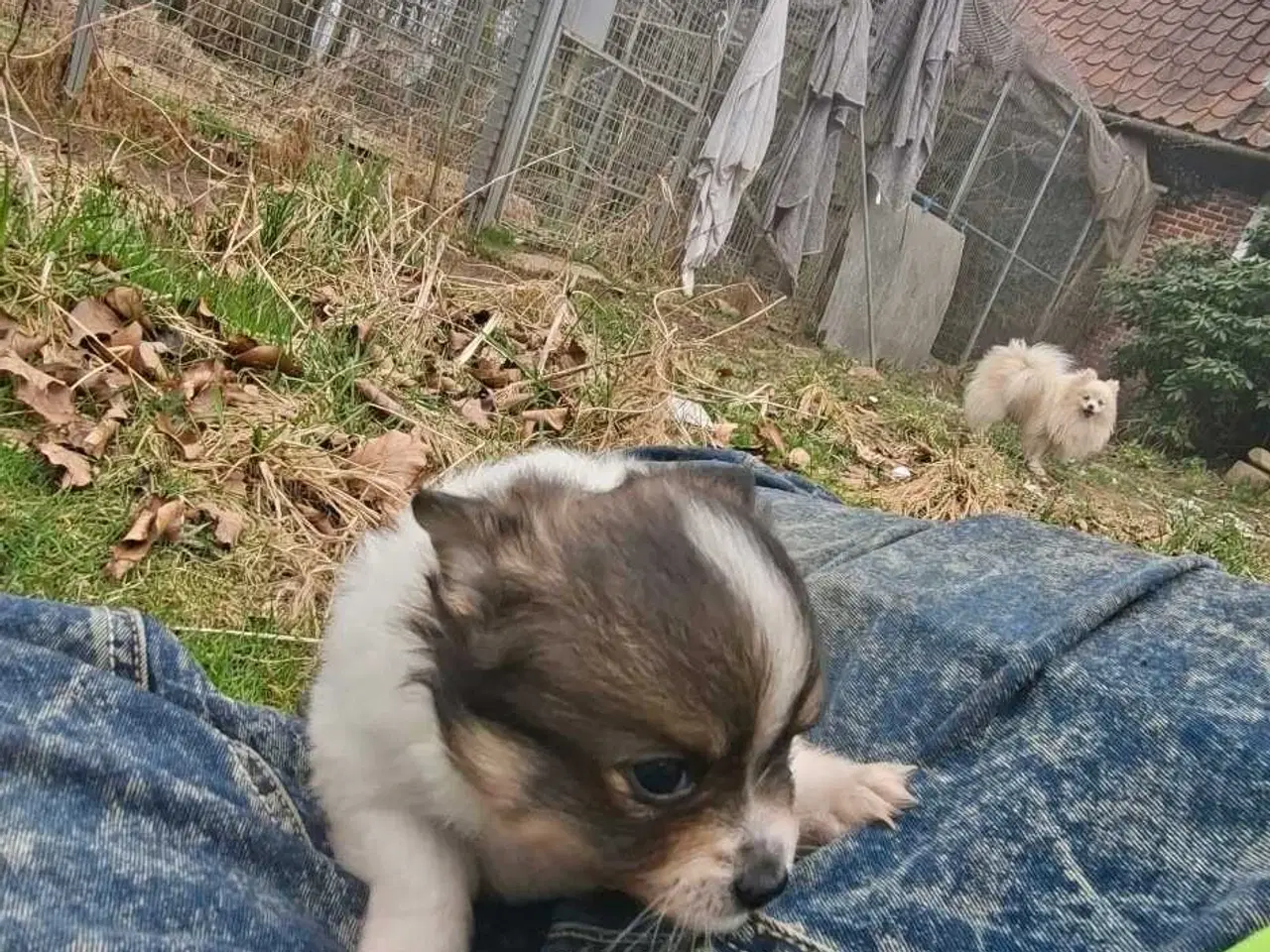 Billede 6 - Pomchi hvalpe