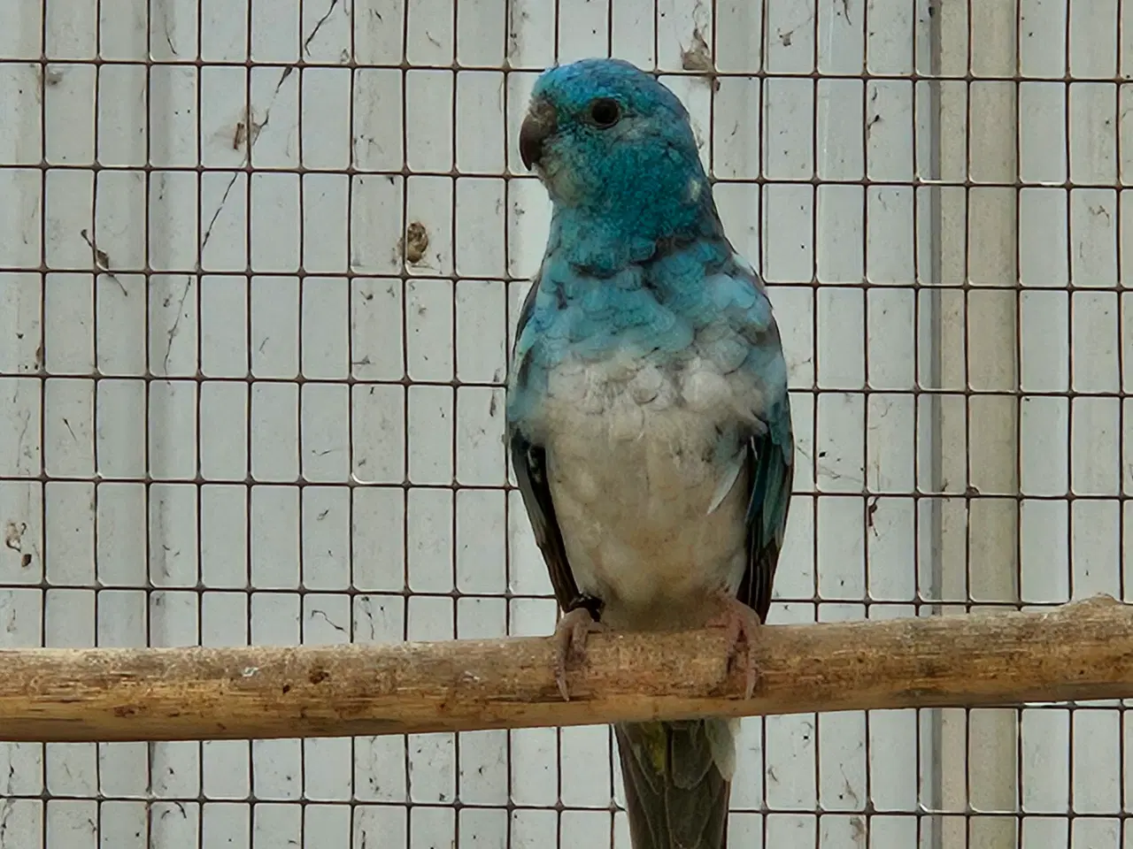 Billede 1 - Sangparakitter