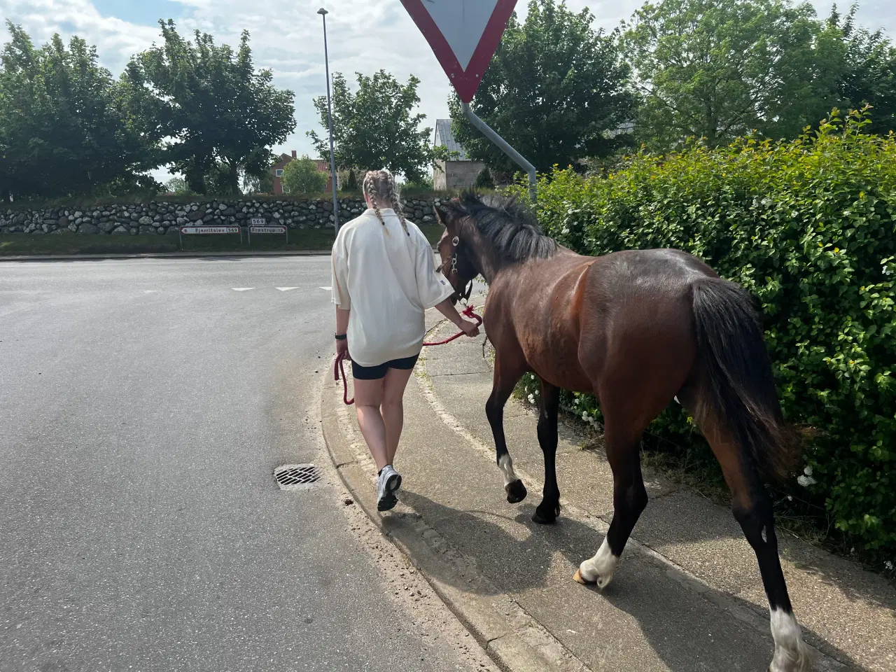 Billede 5 - Pony til fremtiden!