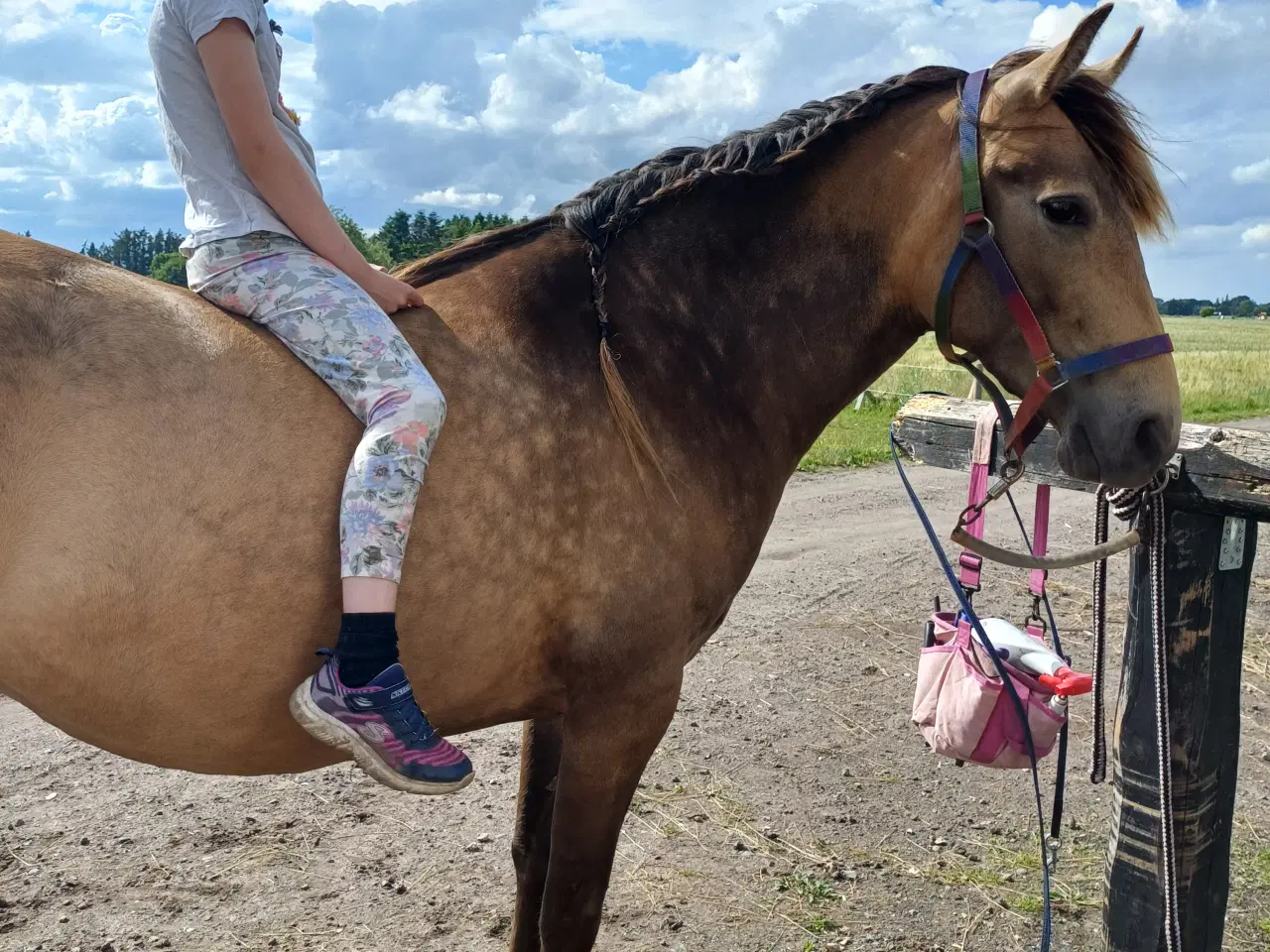 Billede 9 - Rocky mountain × Paso Peruano 