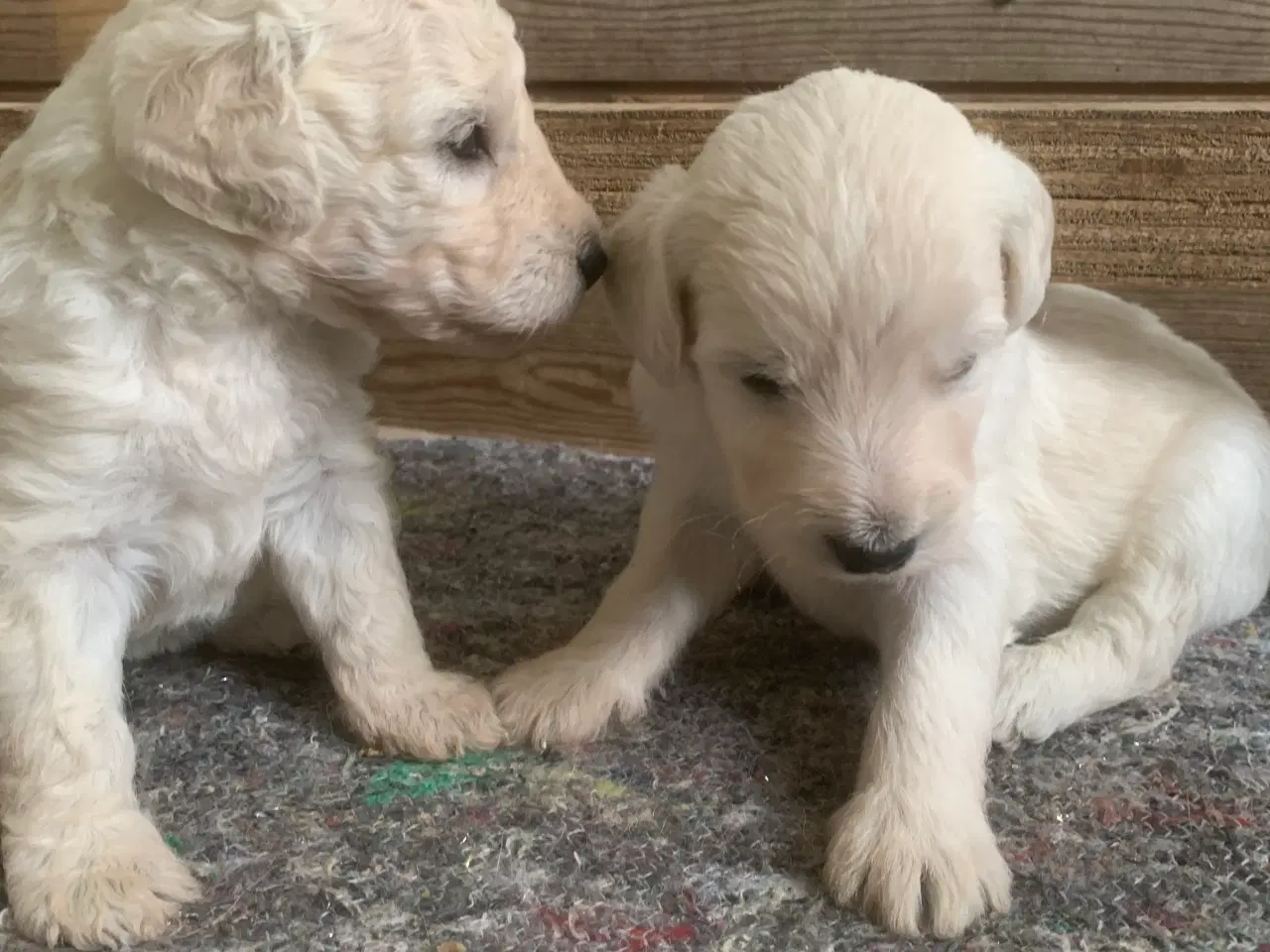 Billede 11 - Allergivenlige goldendoodles hvalpe