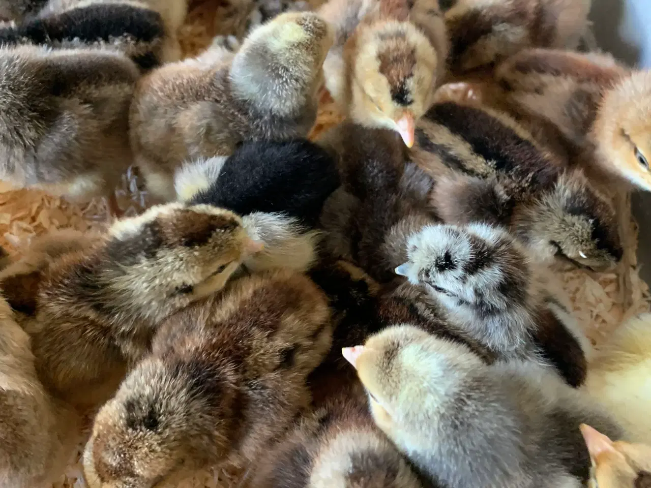 Billede 1 - Daggamle kyllinger