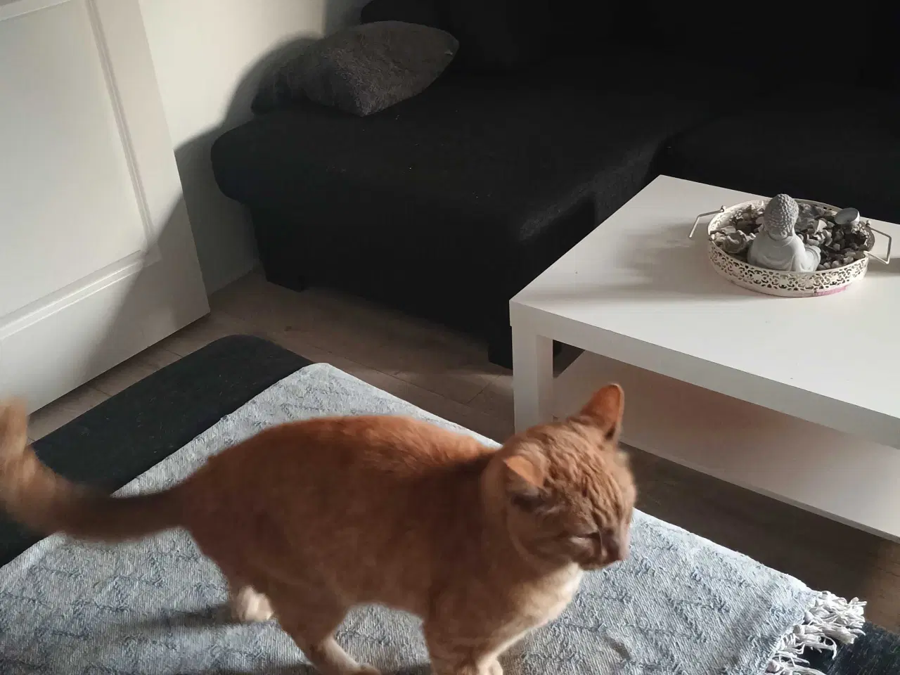 Billede 2 - Sød hankat søger nyt hjem 