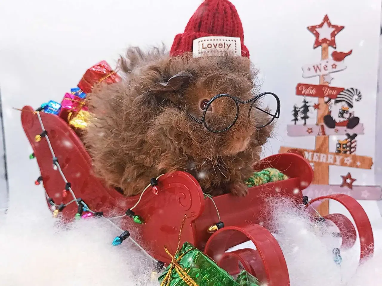 Billede 13 - DK Marinos opdræt