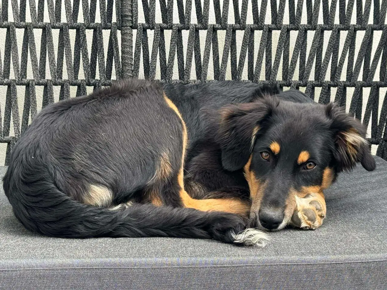 Billede 4 - Søde Donut søger familie 🐾