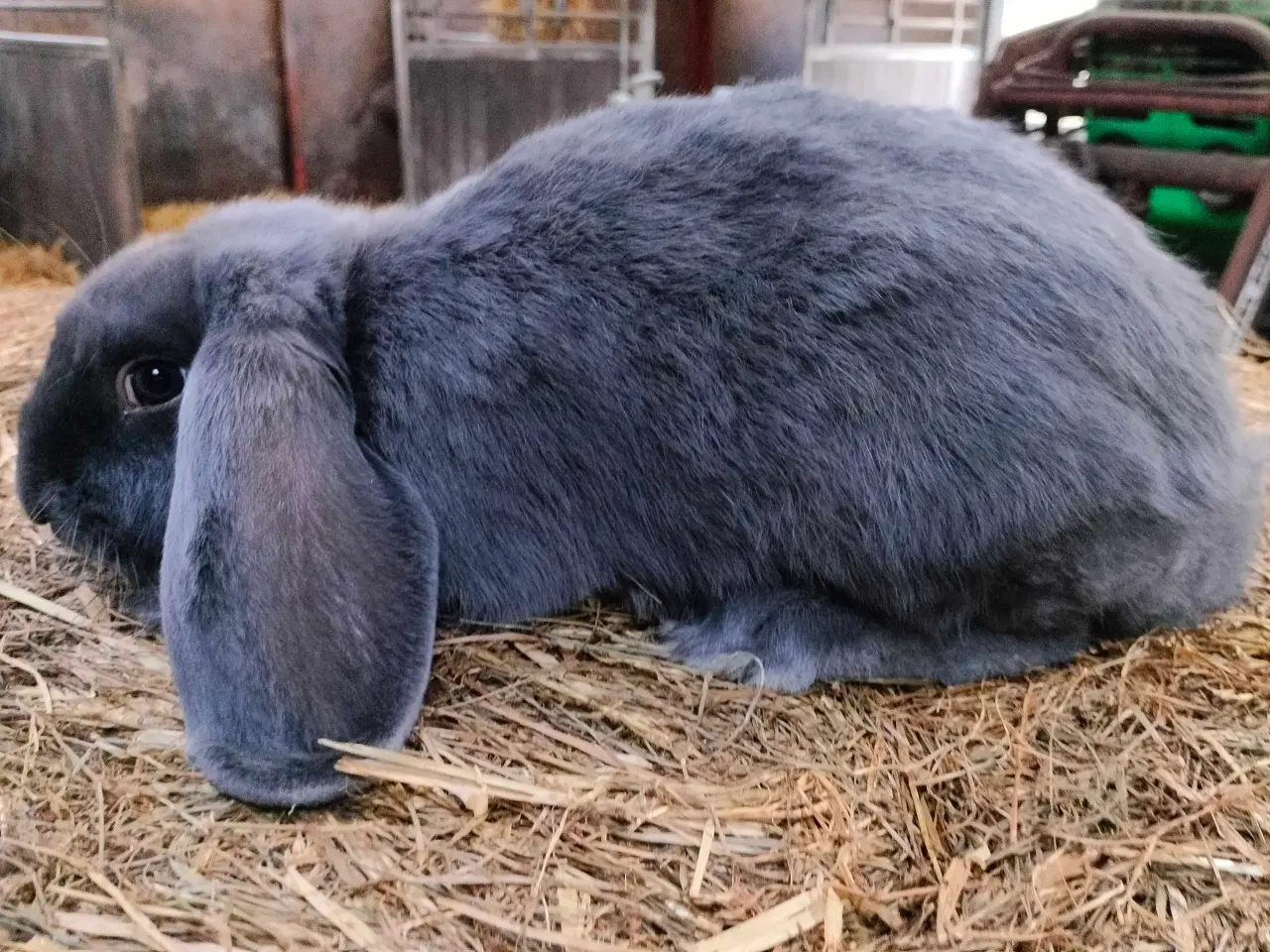 Billede 1 - Fransk vædder 