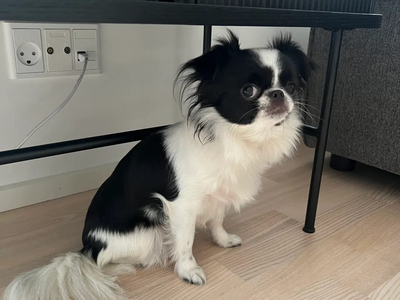 Billede 1 - Sød langhåret Chihuahua mix