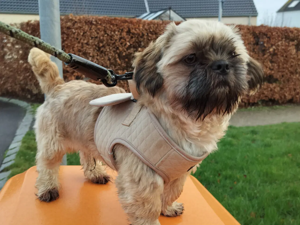 Billede 1 - Shih Tzu 8 måneder 