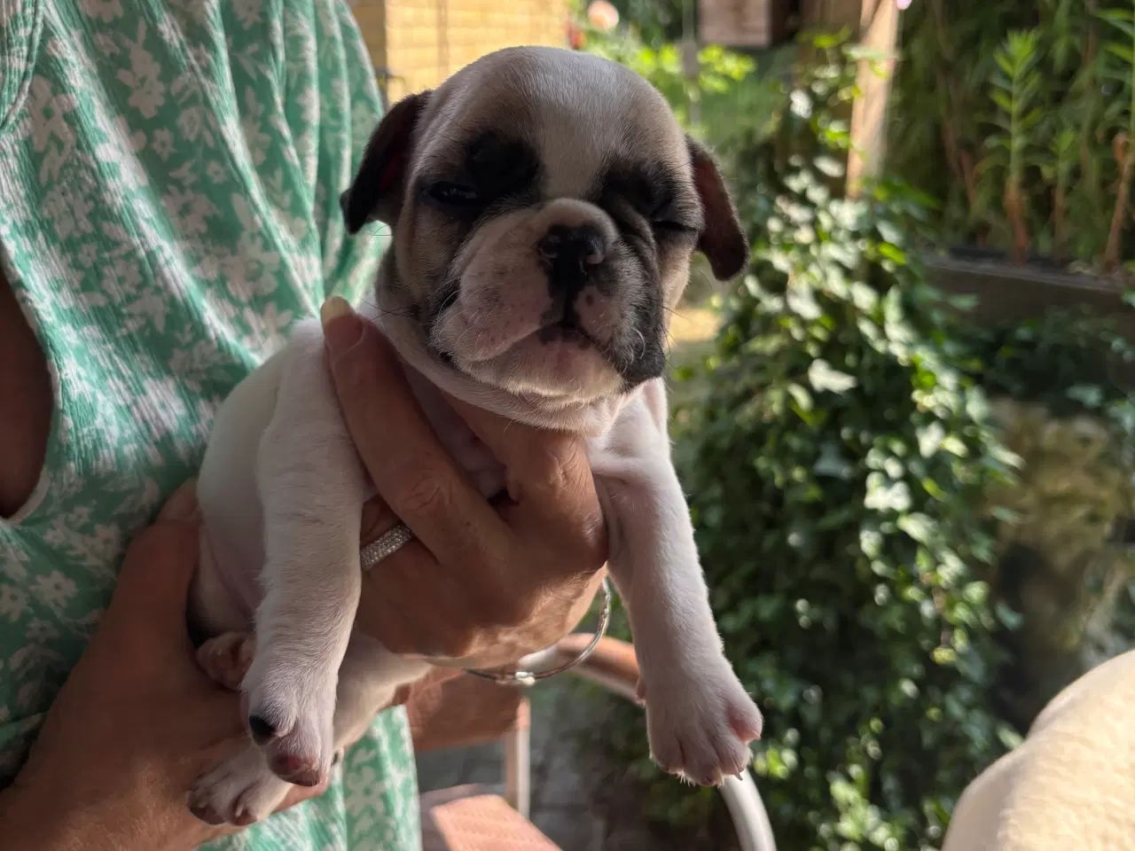 Billede 8 - Franske bulldog hvalpe
