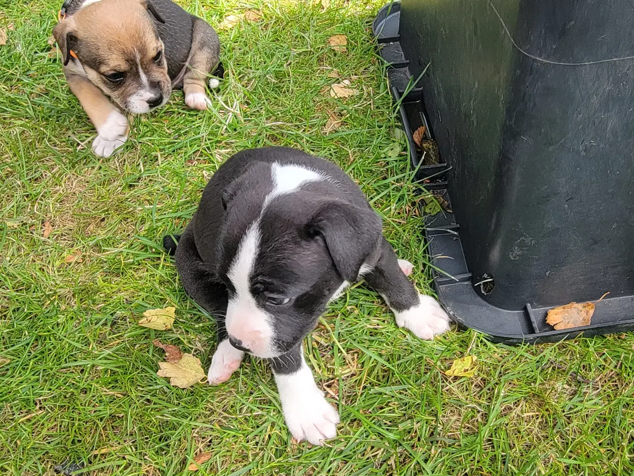 Billede 5 - Staffordshire Bull Terrier hvalpe